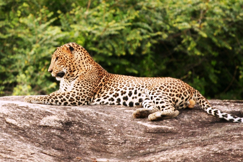 Sinharaja Forest Reserve